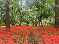 선운산 상사화~