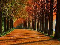 [제57차 역사기행]메타세쿼..