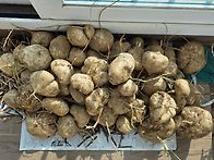 우리 토종은 아니..