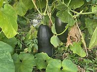 토종 곡성애호박...