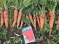 당근, 비트 수확