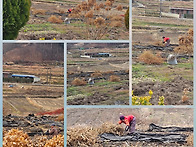 겨울철밭일 (고추밭비닐걷..