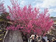 광양 매화꽃 축제