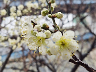 용답역 홍매화꽃 길