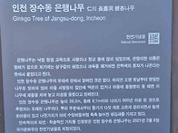 인천 장수동 은행나무
