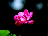 成夏