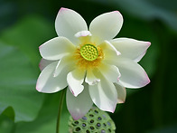 순백