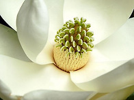 신기하고 아름다운..