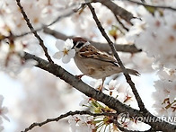 흥미돋 바닥에 떨어진 벚꽃..