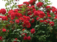 냉장고에 넣으면 안 되는 ..