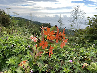소백산 산행 야생화천국