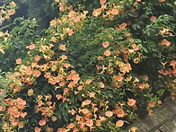 능소화의 계절이 ..