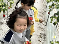 25.03.20. 딸기 수확 체..