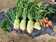 무와 쪽파를 뽑았어요~