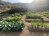 주말농장에 다녀왔어요~