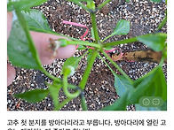 RE : 고추 기르는 방법 중