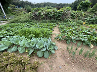 연휴 전 잡초 뽑고 왔어요