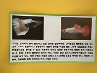 구피