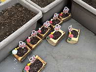 무럭무럭 래디쉬🪴