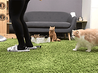 귀여운 디디