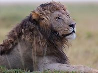 두목, 가을도 되었..