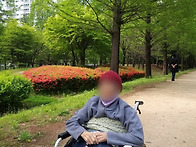 5월 메타세콰이어 길 산책