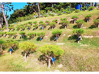 화성수목장 특장점