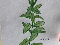 11. 김벼리 절기그..