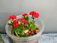 수경재배와 반수경재배