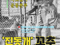 진돗개 과체중 경..