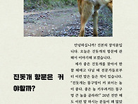 진돗개 항문은 큰..