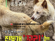 진돗개 꼬리는 왜..