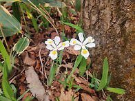 2025/05/06 선자령 나물산..