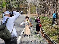 과천 서울대공원 벚꽃 길 ..