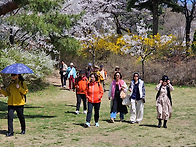 과천 서울대공원 벚꽃 길 ..