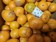 못난이 노지감귤 ..