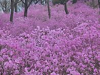 원미산 진달래축제 배경사..