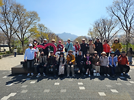 과천 서울대공원 벚꽃 길 ..