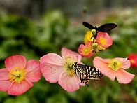 ♤ "한강 수변길 & 서울숲..