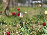 대공원 벚꽃 둘레길 (4/..