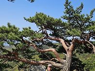 용화산.~강원첼린지20