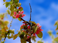 꽃과 수피가 예쁜ㅡ모과나..