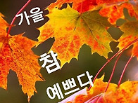 가을 참 예쁘다.