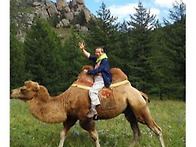 낙타를 살펴 본다. 단봉낙..