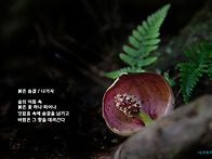 붉은 숨결 (애기앉은부채)