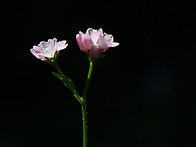고마리