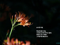 순수한 마음(백양꽃)