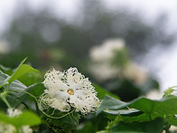 명옥헌 소경