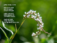 순백의 기다림 (흰꽃여뀌)