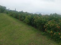 7월 6일(월) 송산..